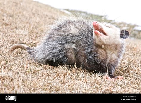 A Common Opossum Appears To Grin As It Snarls On A Winter Day There Is