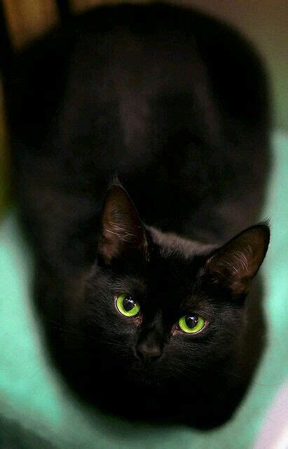 Black Fluffy Green Eyes Black Fluffy Baby Cat Dogs And Cats Wallpaper