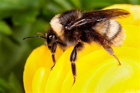 Study Suggests Commercial Bumble Bee Industry Amplified A Fungal