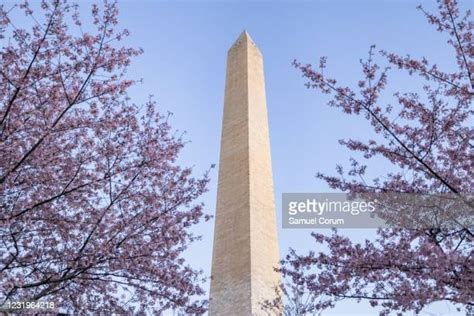Washington Dcs Famed Cherry Blossoms In Bloom Photos And Premium High