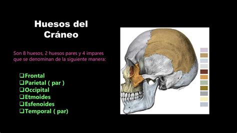 Huesos Del Cráneo Osteología Cráneo Udocz