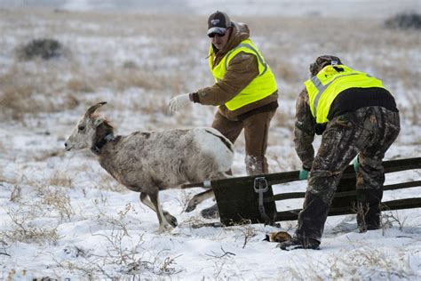 Bighorn Sheep Captures Aid Research