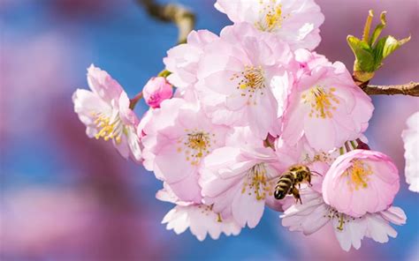 Summer pruning keeps tree size under control, diverts energy to fruit growth, and helps regular cropping. The 10 best early spring flowers for pollinating insects