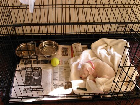 Make crate training your puppy easier and more effective by putting the right things in the crate with your dog, and also to get the full benefits of crate training, it needs to be done right. How to Take Care of Your New Puppy: Part 1 | Tips and ...