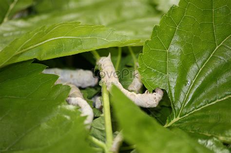 Silkworm Picture And Hd Photos Free Download On Lovepik