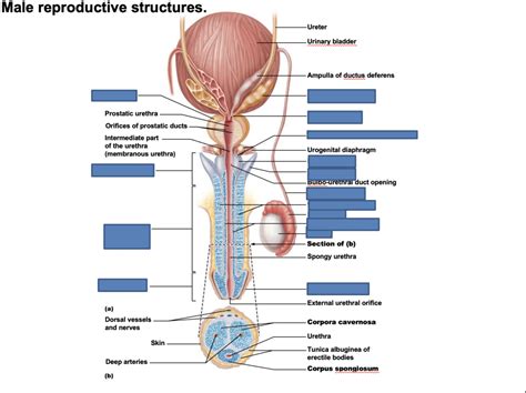 Male Reproductive System Digram Diagram Quizlet