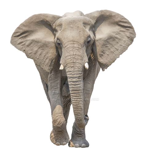 Elephant Png Elephant Animal African Photos Free Transparent Png Logos