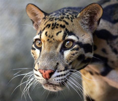 Clouded Leopard Clouded Leopard Gorgeous Cats Animals Beautiful