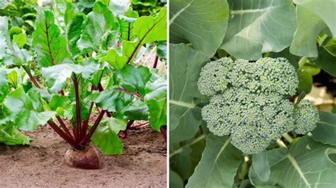 10 Frost Tolerant Vegetables To Grow In Fall Garden Beds