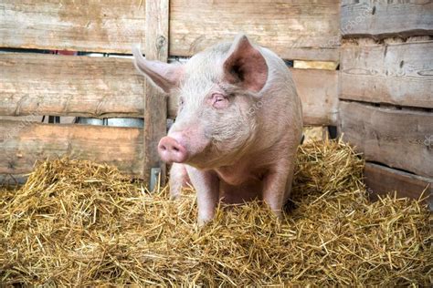 Pig On Hay And Straw — Stock Photo © Alexraths 37525613