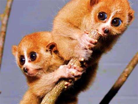 Small Adorable Animals That Are Secretly Deadly And Terrifying Obsev
