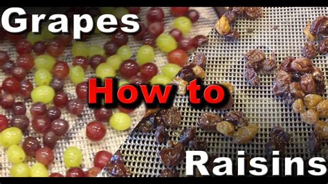 How To Make Raisins Dehydrated Grapes Youtube