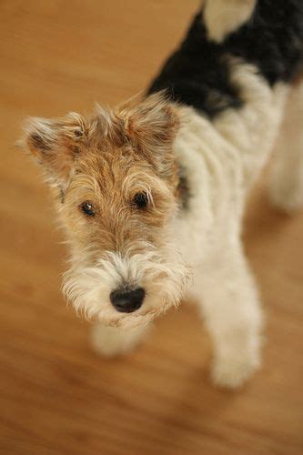 wire haired fox terrier mixes images  pinterest terrier mix welsh terrier  foxes