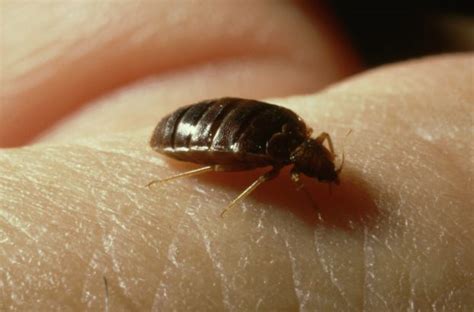 The Lifespan Of A Bed Bug