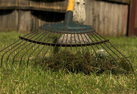 Since moss doesn't have deep roots, you may be able to get rid of it simply by raking it up. Best Fertilizer To Get Rid Of Moss | Cromalinsupport