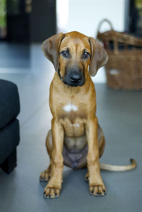 Rhodesien Ridgeback Mara About 5 Month Old Dogs 5 Month Olds Animals