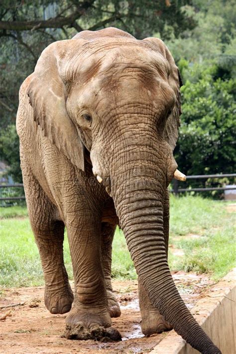 Large Gray Elephant Stock Image Image Of Skin African 12855335