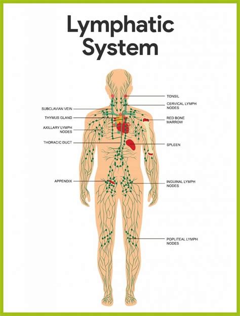 Strong And Stable Manual Lymphatic Drainage Massage