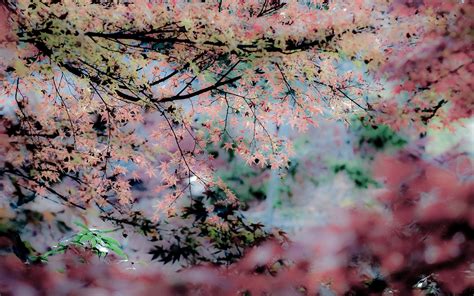 Jeffrey Friedls Blog Pastel Fall Foliage Courtesy Of Lightroom And
