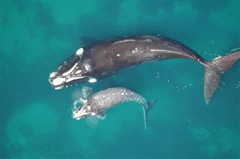 Mama Whales Teach Babies Where To Eat Unews Archive