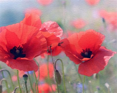 Poppy Flowers Watercolor Painting Free Stock Photo Public Domain Pictures