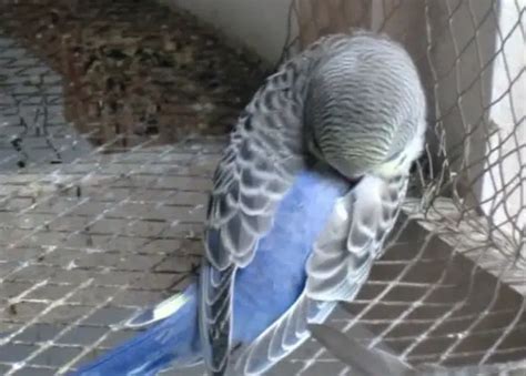 How Does A Budgie Sleep How Long All Questions Answered