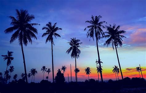 Sea Beach Summer Sunset Palm Trees Shore Silhouette Summer