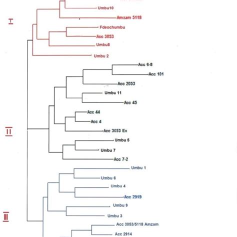 Dendrogram Of 29 Amadumbe Genotypes Generated By Upgma Cluster Analysis