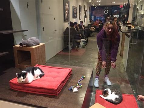 We're not kitten. the new spot dubbed koneko (means kitten in japanese, of course) will have local furry friends available for adoption from anjellicle. Koneko Cat Cafe - Picture of Koneko Cat Cafe, New York ...