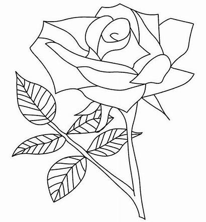 Gambar Bunga Mewarnai Mawar Coloring Sketsa Anak