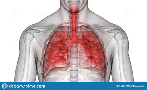 Human Body Organs Respiratory System Lungs Anatomy Stock Illustration