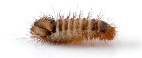 Carpet Beetle Dermatitis Vs Bed Bug Bites Two Birds Home