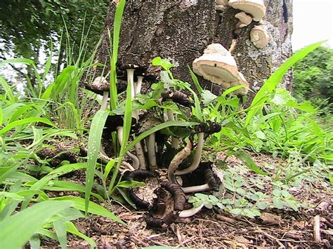Unidentified Fungus Tree Stump Grow And Mushroom Patch That Surrounds