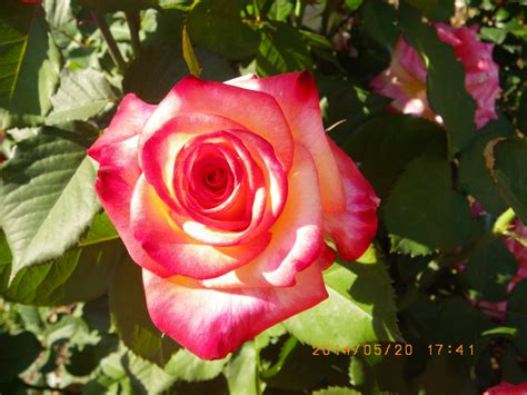 Maybe you would like to learn more about one of these? Charlie's Season of Roses poem and translations