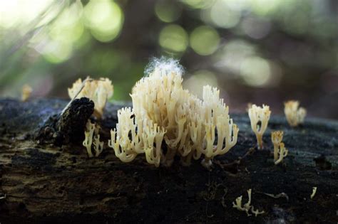 Crown Tipped Coral Mushrooms Are Always A Welcome Sight Pound For