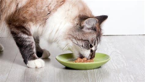 Cats also do not tend to drink a lot of water; How Much Food Should a Cat Eat