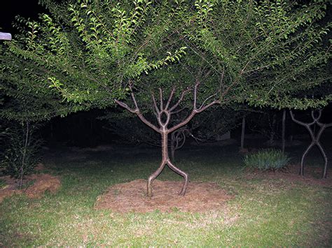 A more formal method of managing a tree's crown shape, pleaching or plashing is the skill of weaving individual stems to form an interwoven basket effect. Tree Shaping is an Art of Turning Trees into Living Works ...