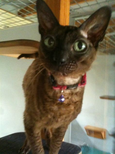 The best cat breeds that don't shed. Cooinda Cat Resort - Kitty Kapers: Cat Breeds: Cornish Rex