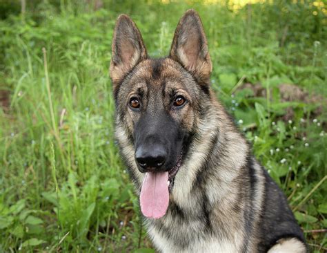 How Much Are Sable German Shepherds