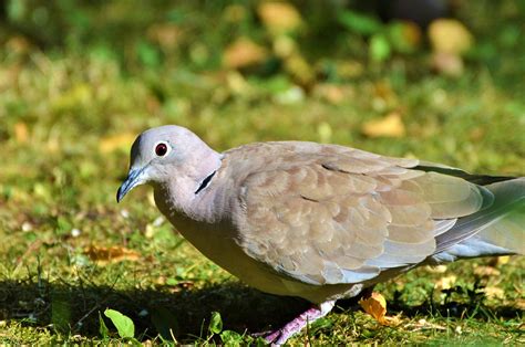 Dove Turkey Pigeon Bird City Free Photo On Pixabay Pixabay