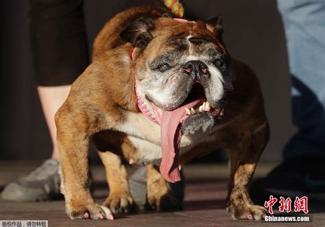 世界一 醜い犬 舌が長すぎるブルドッグが優勝中国網日本語