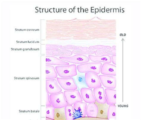 Structure Of Epidermis Download Scientific Diagram