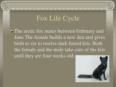 Arctic Foxes Life Cycle The Adventures Of Zorro Mom Foxes Have