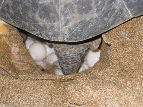 Sea Turtles Return To Central Florida Beaches For Nesting