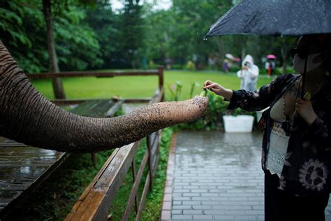 China S Wild Elephants Seek Room To Roam As Habitats Shrink Reuters