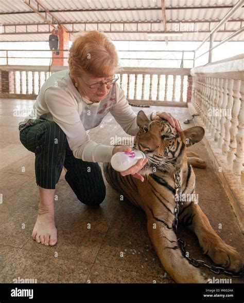 Tourist Are Feeding The Tigers At Buddhist And Tourist Interacting With