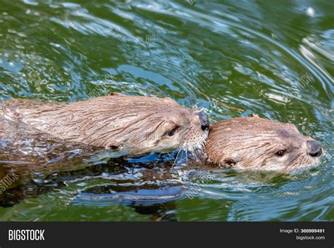 Sea Otters Swimming Image And Photo Free Trial Bigstock