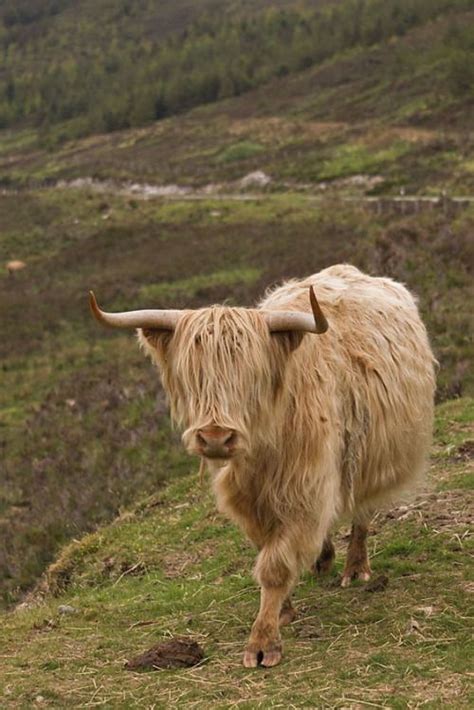 Shaggy Vivent Dans Les Highlands Of Scotland Highland Cow Cow