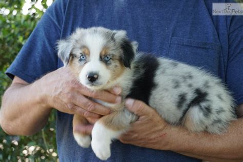 It was called the australian shepherd because of its association with basque shepherds who came to america from australia in the 1800s. Australian Shepherd puppy for sale near Houston, Texas. | 2d44cfa2-8f41