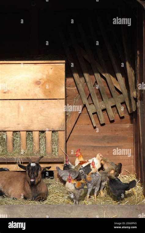 Happy Farm Animals Stock Photo Alamy